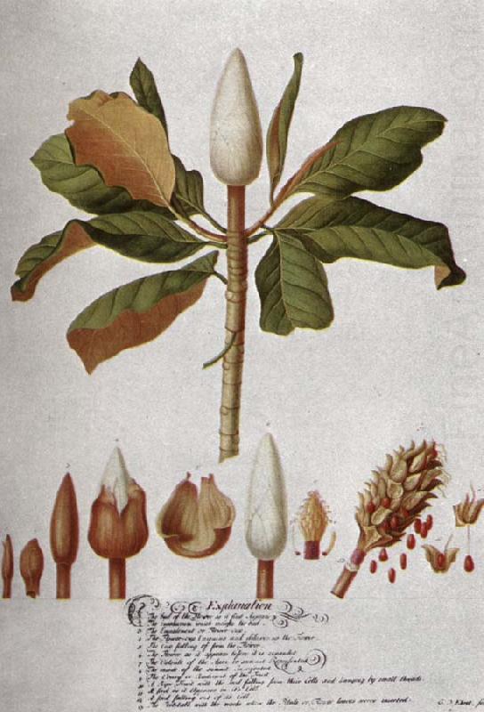 unknow artist Magnolia Altissima china oil painting image